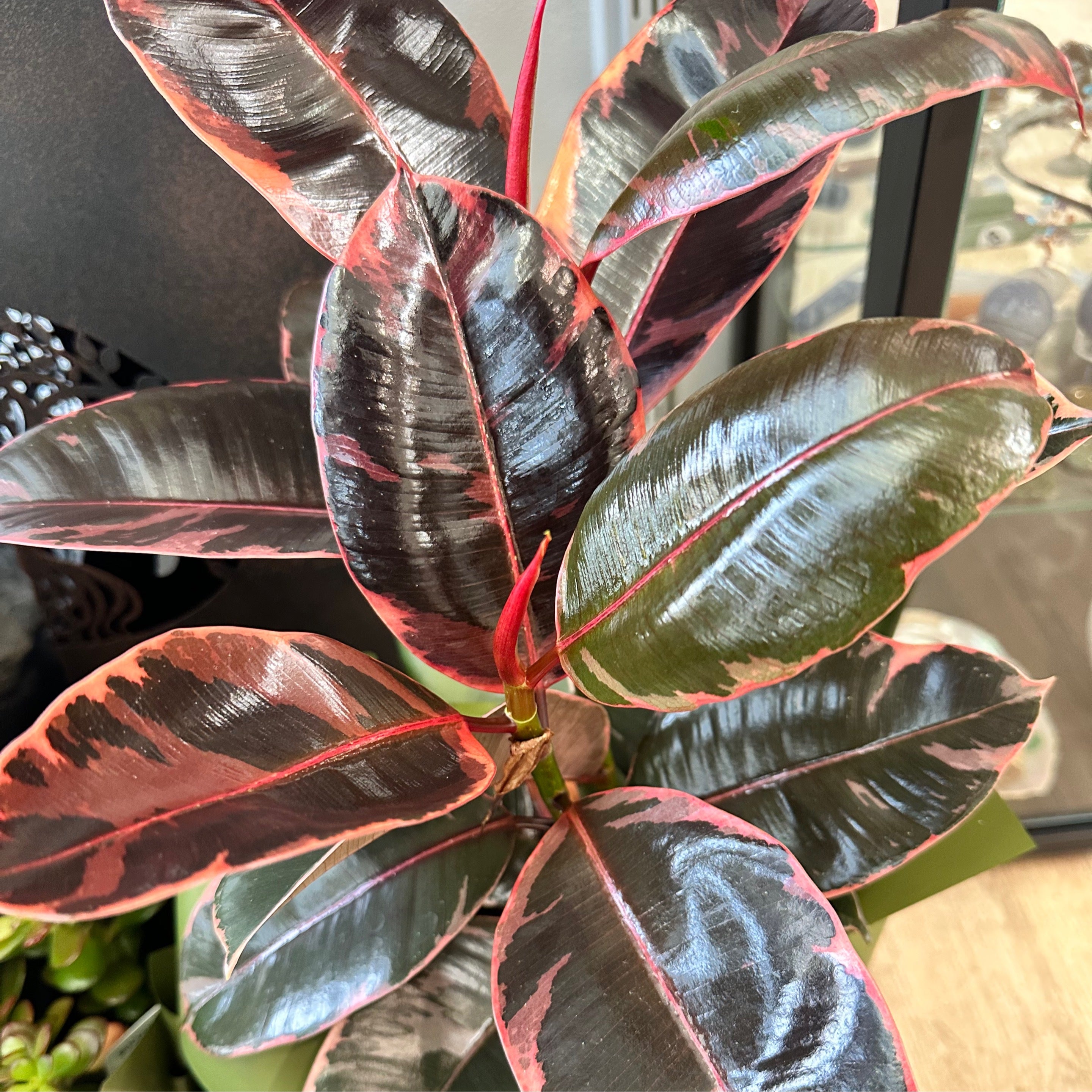 Ficus Ruby in Ceramic Pot