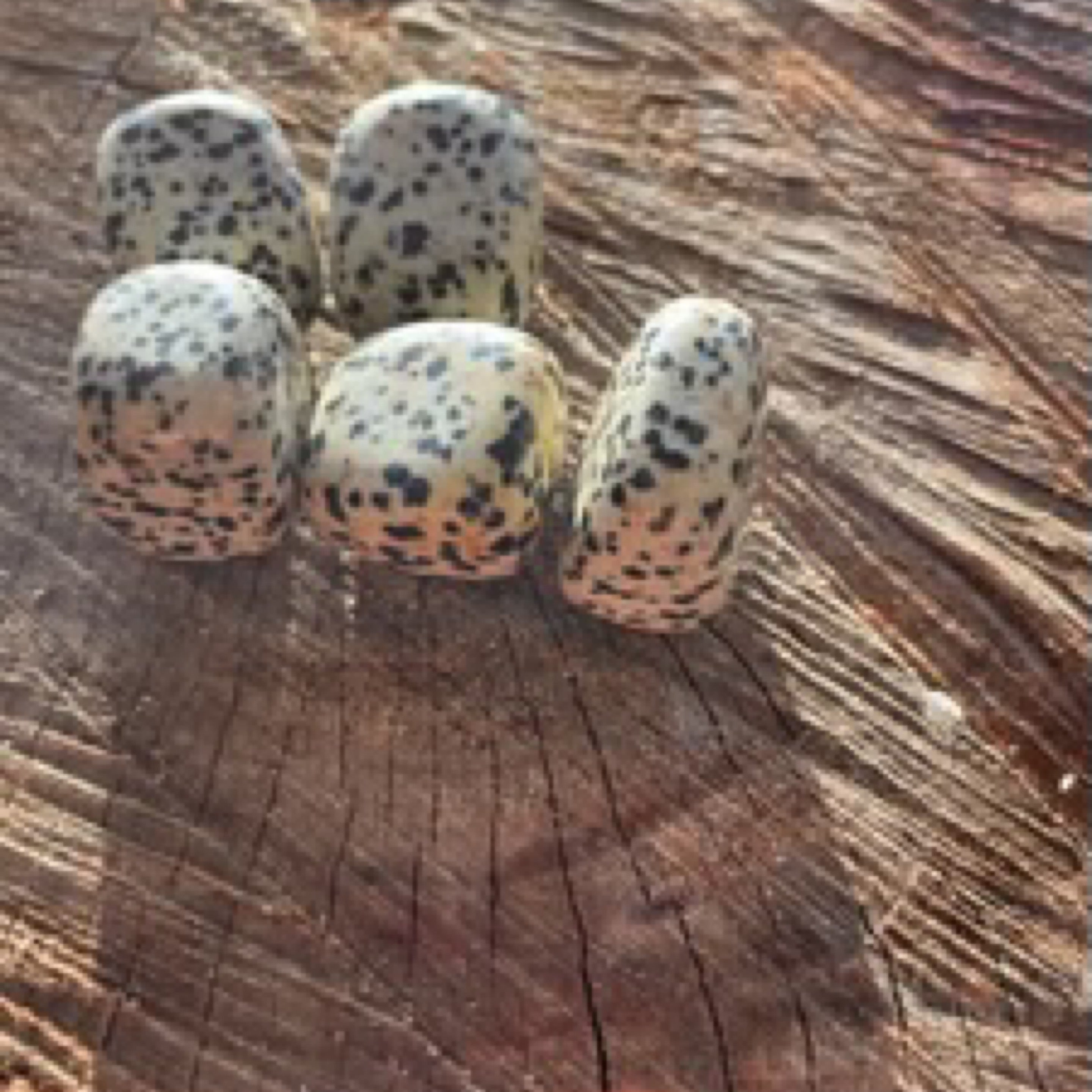 Dalmation Jasper Tumble Stone