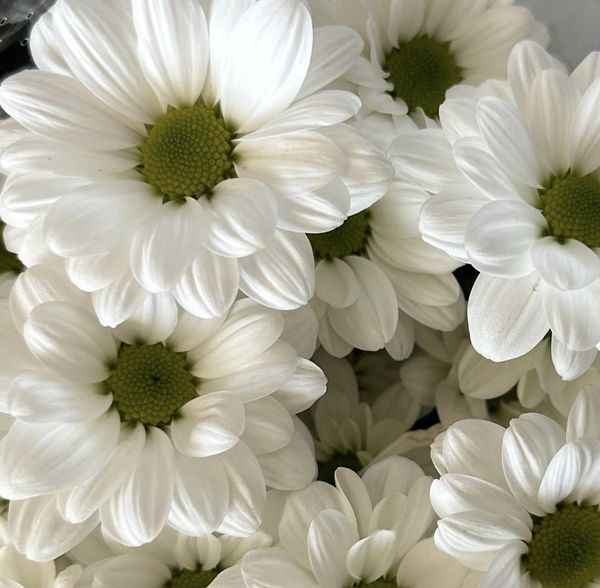 Simplicity Daisies